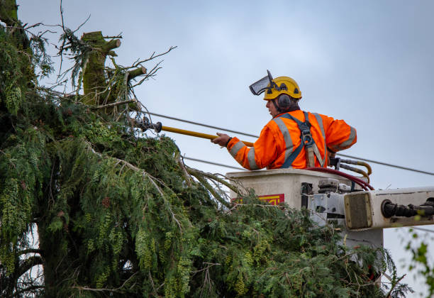 Trusted Chenango Bridge, NY Tree Services Experts