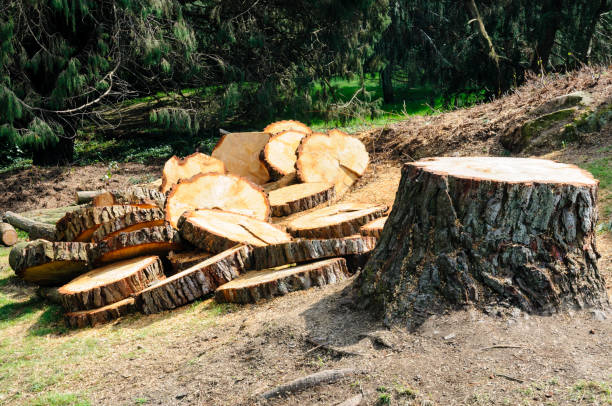 Best Stump Grinding and Removal  in Chenango Bridge, NY